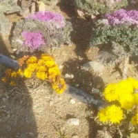 یک قطه زمین