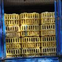 بوقلمون جوجه|حیوانات مزرعه|همدان, |دیوار