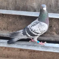 پلاکی و پرشی