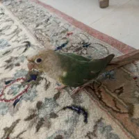 گرینچیک رنگ خاص