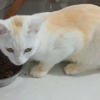 واگذاری گربه