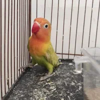 طوطی کوتوله برزیلی