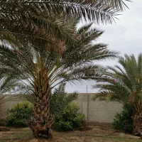 فروش باغ و دامداری