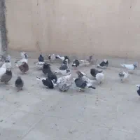 کفتر پرشی تهرانی|پرنده|شهریار, شهرک مصطفی خمینی|دیوار