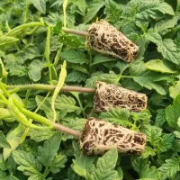 فروش ویژه نشاء گوجه فرنگی|خدمات باغبانی و درختکاری|آبدان, |دیوار