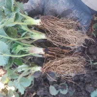 توت فرنگی نهال کاماروس‌دانه ای|حراج|خان ببین, |دیوار