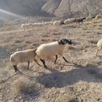 قوچ کاردورگ شیرازی