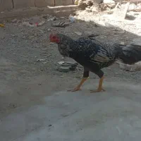مرغ خروس نسل دار|پرنده|سراوان, |دیوار