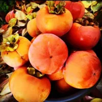 نهال خرمالو سیبی