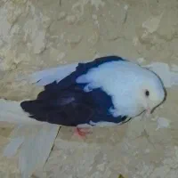 کبوتر دوکت موش|پرنده|هیرمند, |دیوار