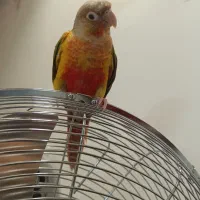 گرینچیک|پرنده|مشهد, کارمندان دوم|دیوار