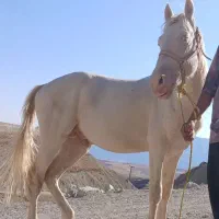 اسب|اسب و تجهیزات اسب‌سواری|ساوه, |دیوار