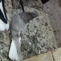 پرنده|پرنده|کارون, |دیوار