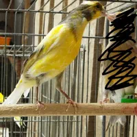 ماده قناری جوان + قناری نر|پرنده|خمینی‌شهر, |دیوار