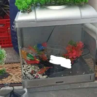 آکواریوم شرکتی