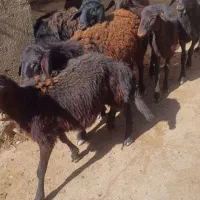 بره ماده قره قزل و افشاری|حیوانات مزرعه|اردبیل, |دیوار