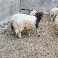 کاور بره گوسفند بز میش