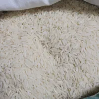 برنج ایرانی ممتاز هاشمی، دمسیاه و کشت دوم