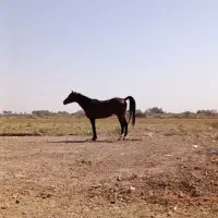 کشش اسب دوسر خارجی مدارک دار