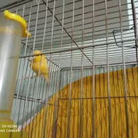 قناری بخون|پرنده|پاکدشت, پاکدشت (مامازند)|دیوار