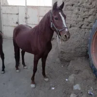 خریدوفروش اسب