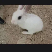 خرگوش هلندی