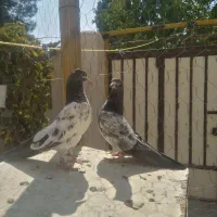 کبوتر تیدی پاکستانی|پرنده|شاهینشهر, کوی مهدیه|دیوار