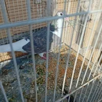 کبوتر|پرنده|چناران, |دیوار