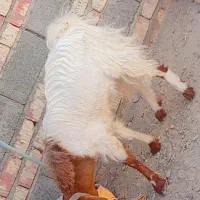 پاچن دورگه پاکستانی|حیوانات مزرعه|ایرانشهر, |دیوار