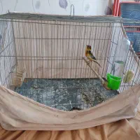 قناری|پرنده|محمدیه-قزوین, |دیوار