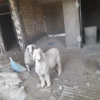 گوسفندوقوچ مری، پرواری