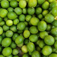 حراج لیمو ترش