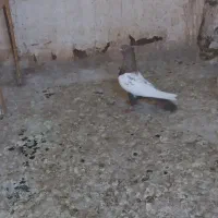 کفتر سینه ای