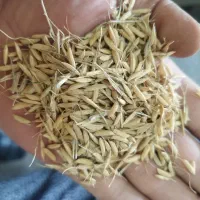 تخم جو هاشمی