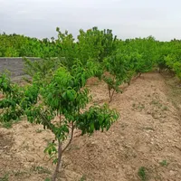 باغچه فروشی در منجیل آباد|فروش زمین و ملک کلنگی|وحیدیه, |دیوار