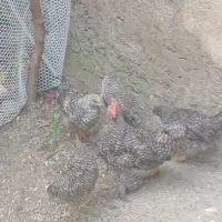 نیمچه مرغ و خروس  آمروک