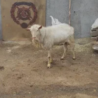 بز سانن نر|حیوانات مزرعه|سرشیو, |دیوار