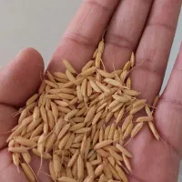 چلتوک درجه یک یک