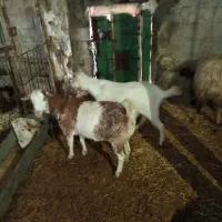 بز.گوسفند.بره.