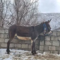 الاغ نر|حیوانات مزرعه|سروآباد, |دیوار