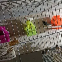 دو جفت فنچ به شرط تخم نر ها لپ سیاه ماده ها کینگ