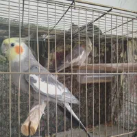 معاوضه پرنده با برنج (مجسمه)|پرنده|الیگودرز, |دیوار