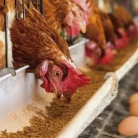 مرغ تخم گذار