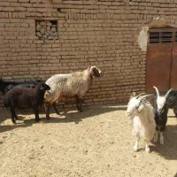 قوچ داشتی  فروشی|حیوانات مزرعه|قرچک, قشلاق جیتو|دیوار