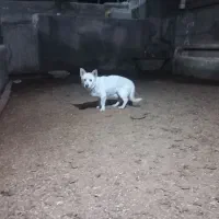 پاکوتاه|سگ|نیشابور, دارایی|دیوار