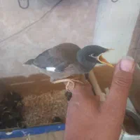 جوجه مینا شهریار وجوجه سهره خاکی و انواع جوجه