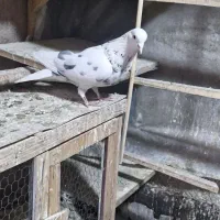 کفتر