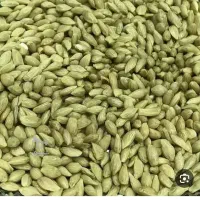 بذر تازه نارنج