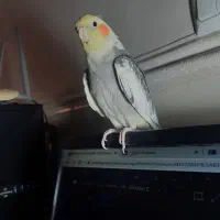 گمشده فراری|حیوانات|میناب, |دیوار