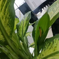 گل و گیاه|گل و گیاه طبیعی|ایذه, |دیوار